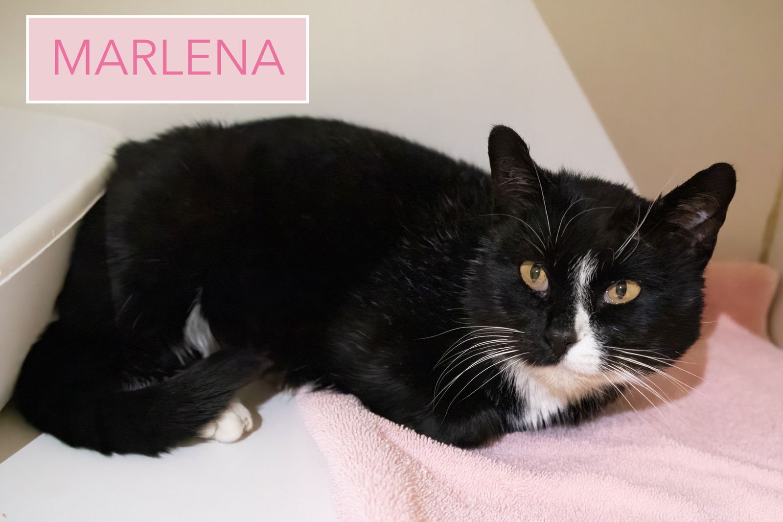 MARLENA:FOSTER REQUESTED (FCID 2/19/26-57 TRAINER) - Tuxedo available for adoption