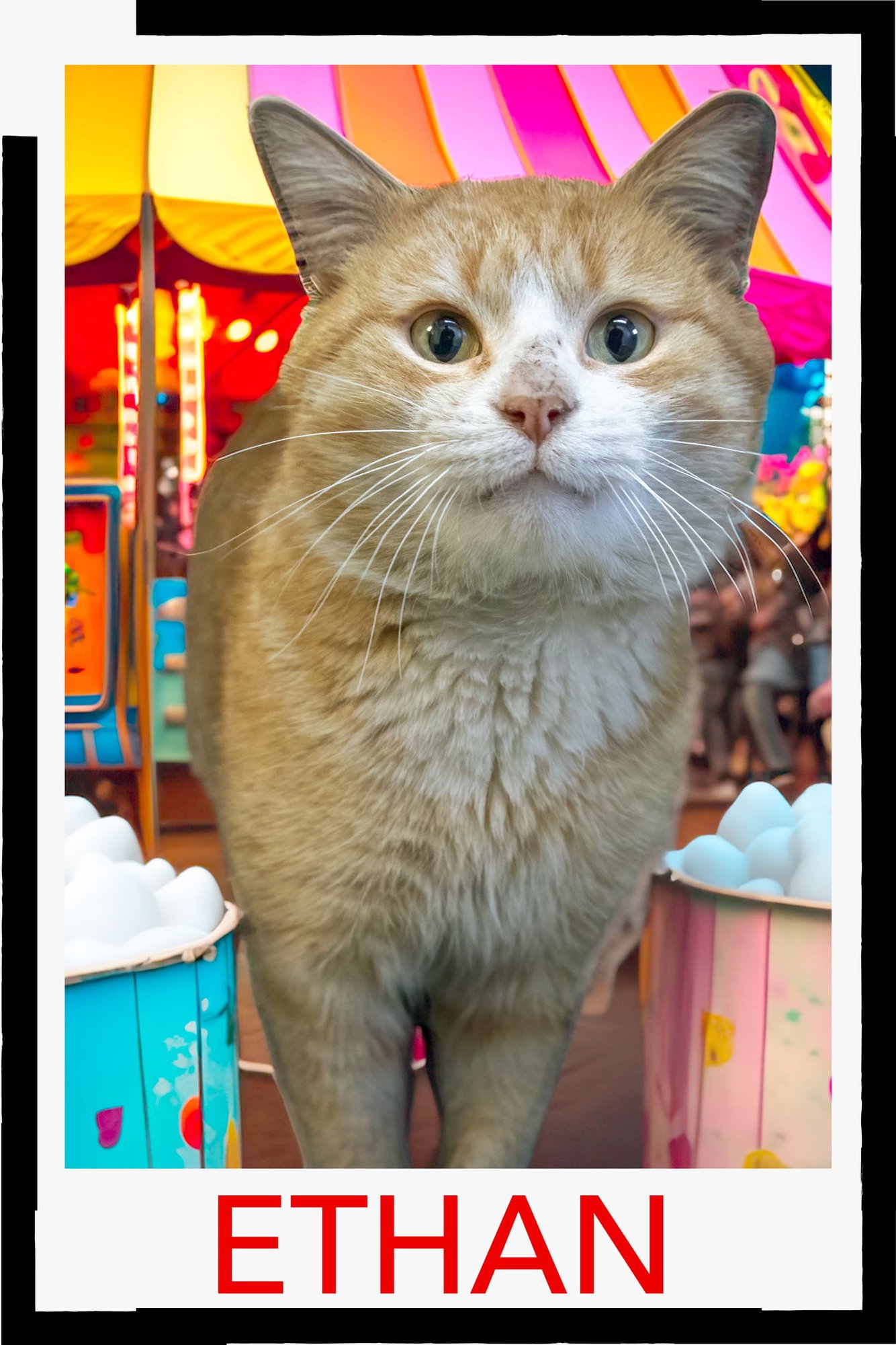 ETHAN (FCID# 01/12/2026 - 504 TRAINER) C - Tabby / Tuxedo available for adoption