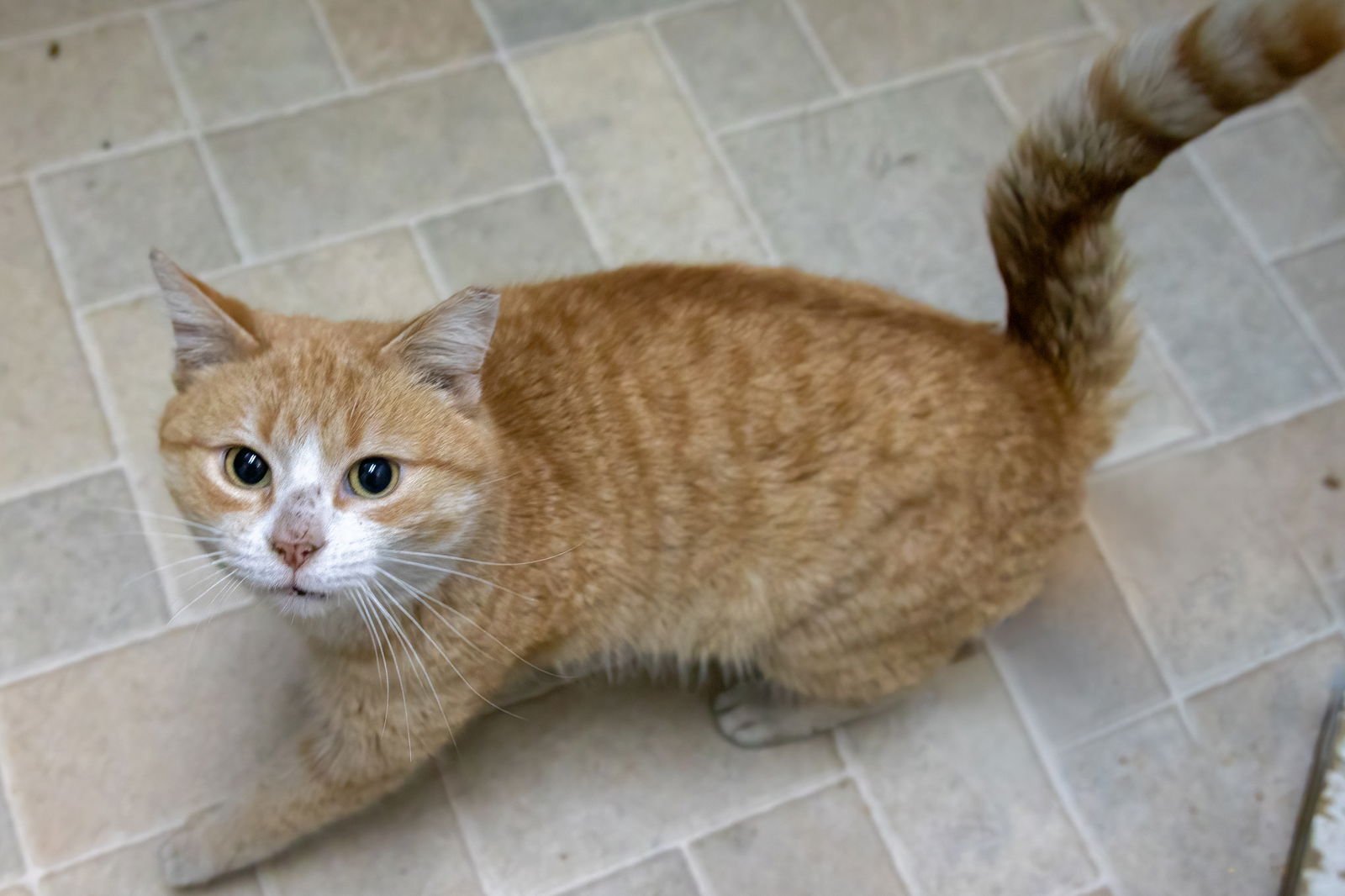 ETHAN (FCID# 01/12/2026 - 504 TRAINER) C - Tabby / Tuxedo available for adoption