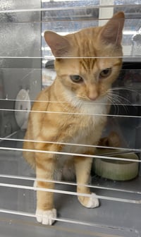 Rey (FCID# 05/04/2026 - 32 West Chester PS) - Photo 2
