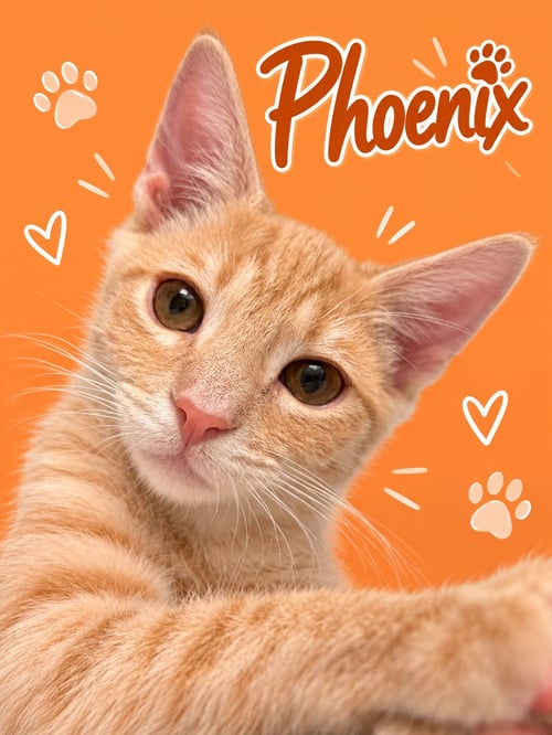 PHOENIX (FID# 07/23/2026 - 95 MIDDLETOWN PS) - Tabby for adoption in Dover