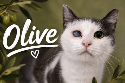 OLIVE (FCID# 05/11/2026 - 77 GLEN MILLS PS) - Domestic Short Hair available for adoption