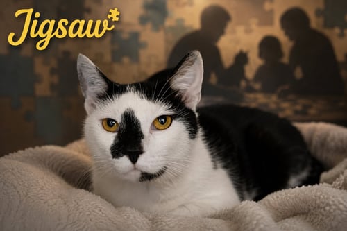 JIGSAW (FCID# 07/02/2026 - 34 TRAINER) - Domestic Short Hair available for adoption