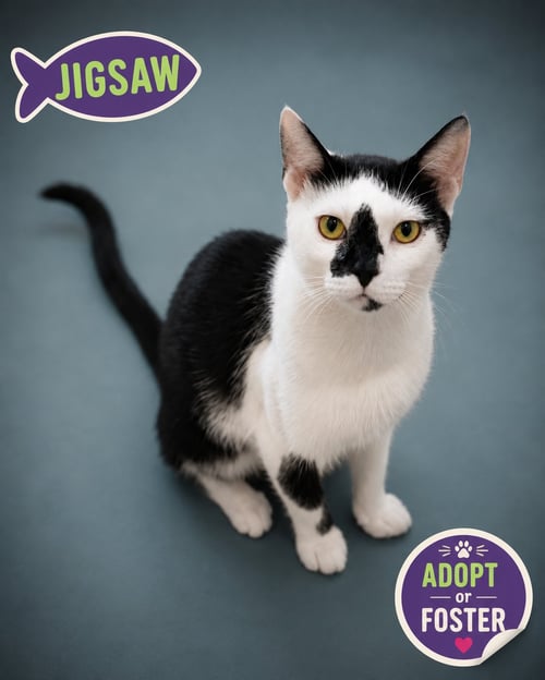 JIGSAW (FCID# 07/02/2026 - 34 TRAINER) - Domestic Short Hair available for adoption