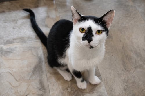 JIGSAW (FCID# 07/02/2026 - 34 TRAINER) - Domestic Short Hair available for adoption