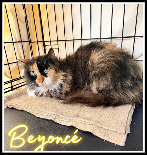 BEYONCÉ (FCID# 03/25/2026-130 - Domestic Long Hair available for adoption