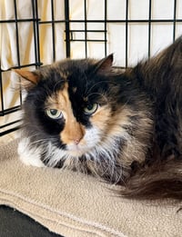 Beyoncé (FCID# 03/25/2026-130 - Photo 2