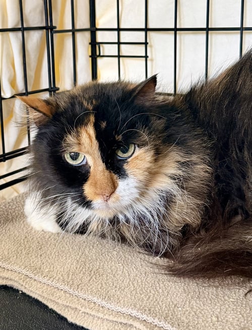BEYONCÉ (FCID# 03/25/2026-130 - Domestic Long Hair available for adoption
