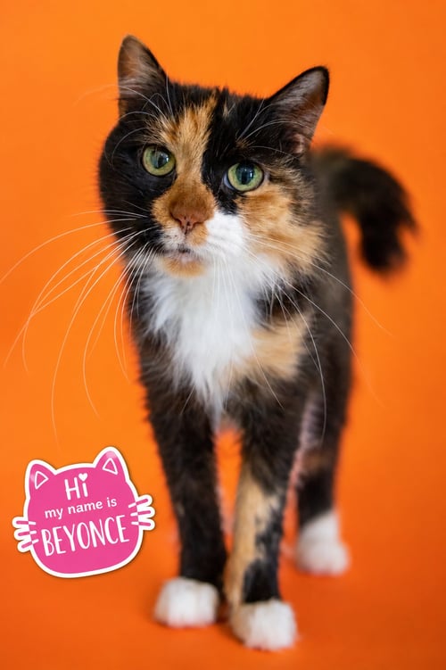 BEYONCÉ (FCID# 03/25/2026 - 130 TRAINER) - Domestic Long Hair / Calico available for adoption