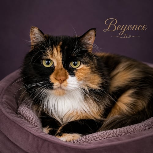 BEYONCÉ (FCID# 03/25/2026 - 130 TRAINER) - Domestic Long Hair / Calico available for adoption