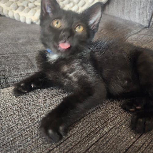 VLAD, WILLOW GROVE AREA, (FCID 06/09/2026-115) - Domestic Short Hair available for adoption