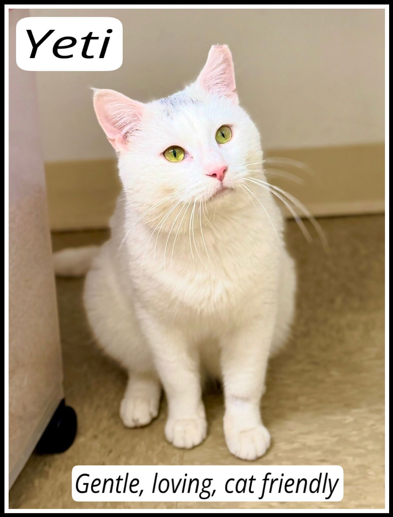 YETI (FCID# 01/16/2026 - 149) WILLOW GROVE - Domestic Short Hair available for adoption