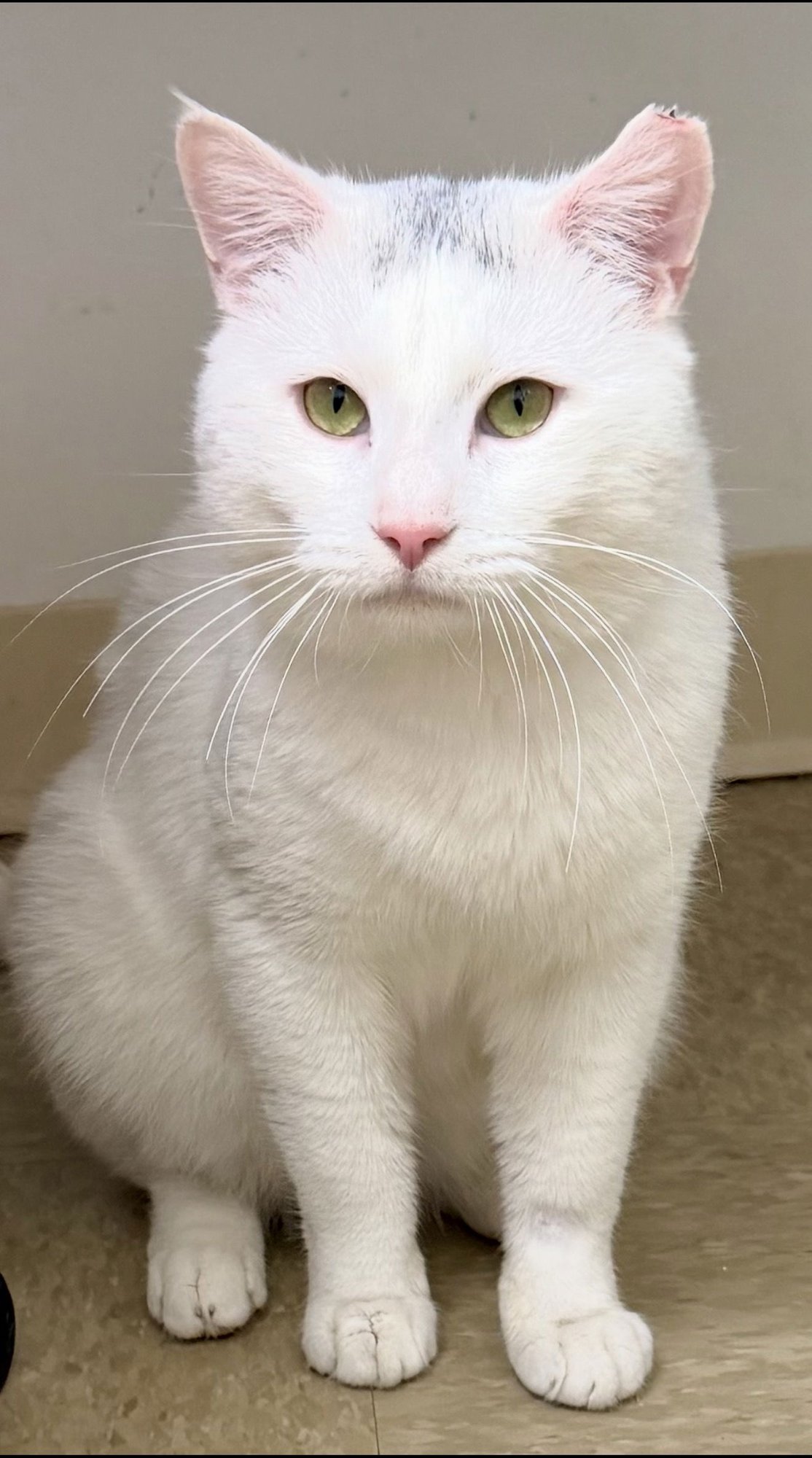 YETI (FCID# 01/16/2026 - 149) WILLOW GROVE - Domestic Short Hair available for adoption