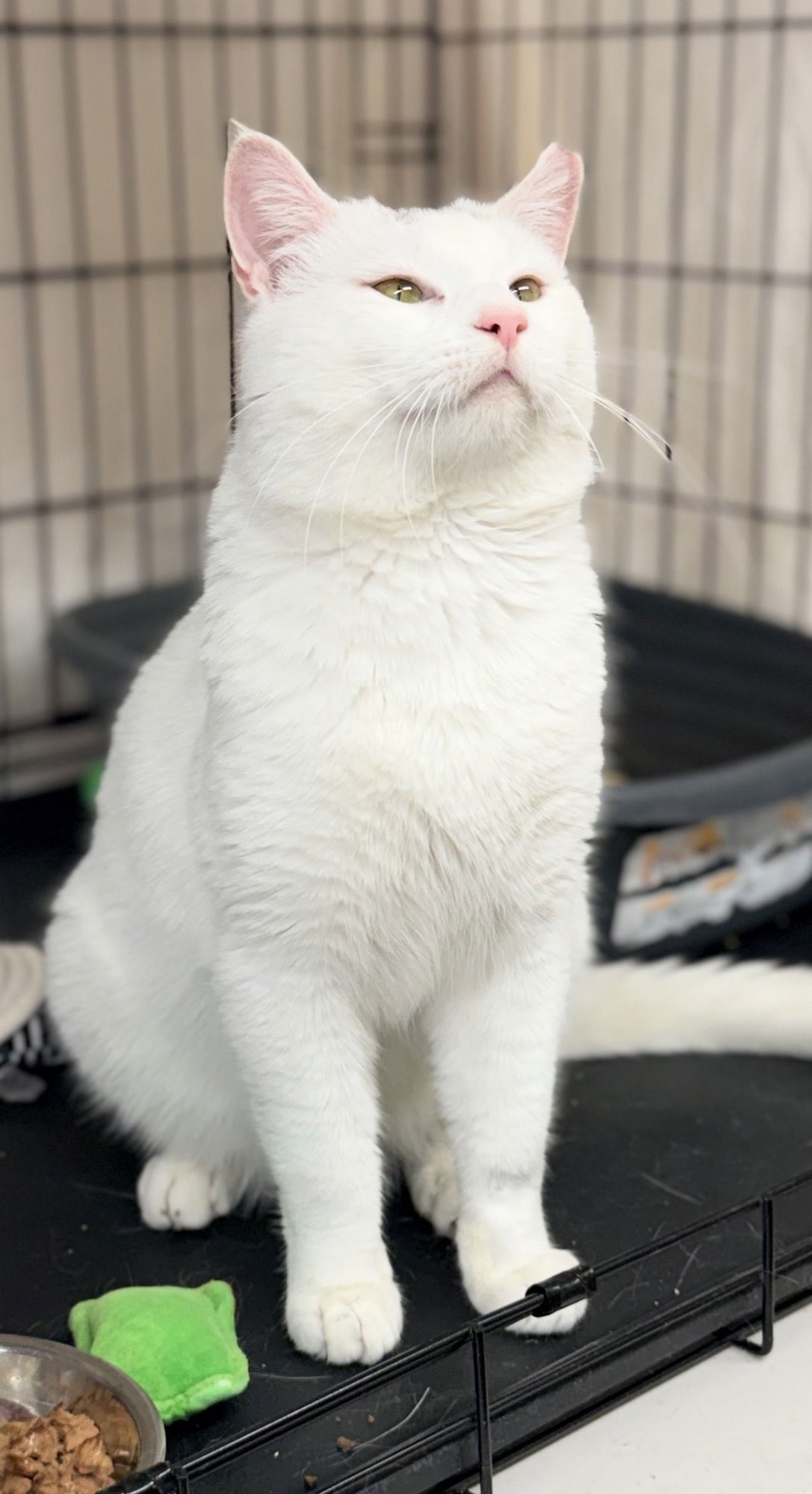 Yeti (FCID# 01/16/2026 - 149) Willow Grove - Photo 3