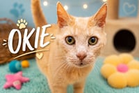 Okie (FCID# 05/27/2026 - 38 Trainer) - Photo 1