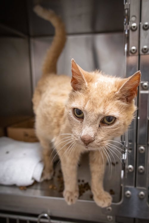 OKIE (FCID# 05/27/2026 - 38 TRAINER) - Tabby available for adoption