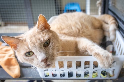 OKIE: FOSTER REQUEST RX (FCID 05/27/26-38 TRAINER) - Tabby available for adoption