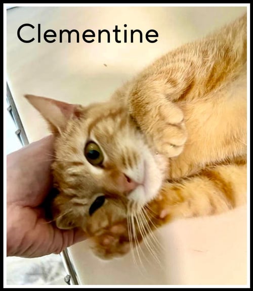 CLEMENTINE (FCID# 03/07/2024 - 18) SN FOOD - Tabby for adoption in Newark