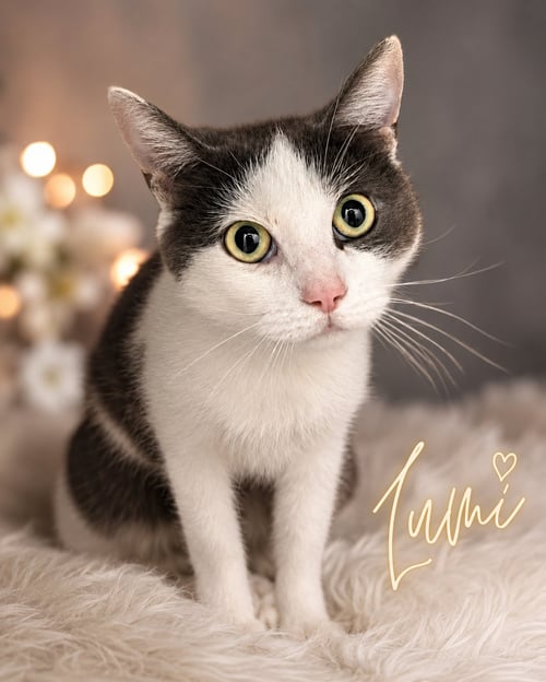 LUMI (FCID# 06/29/2026 - 55 TRAINER) - Domestic Short Hair available for adoption