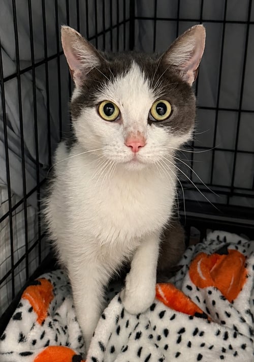LUMI (FCID# 06/29/2026 - 55 TRAINER) - Domestic Short Hair available for adoption