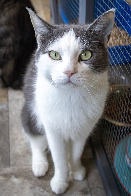 LUMI (FCID# 06/29/2026 - 55 TRAINER) - Domestic Short Hair available for adoption