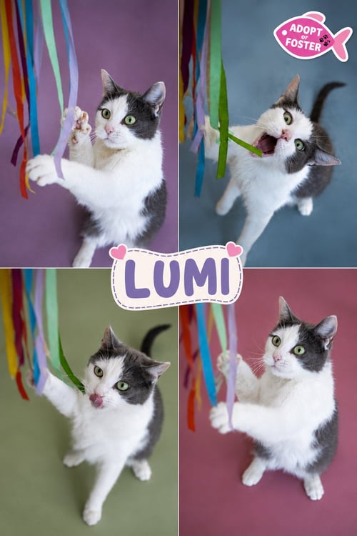 LUMI (FCID# 06/29/2026 - 55 TRAINER) - Domestic Short Hair available for adoption