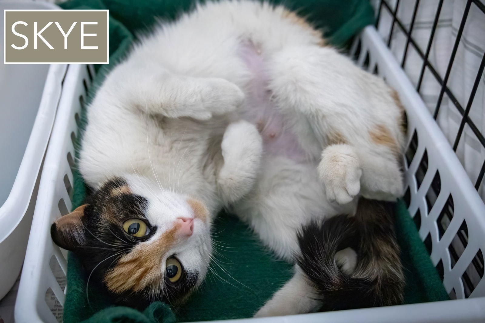 SKYE (FCID# 02/16/2026 - 63 GLEN MILLS PS) C - Calico / Tabby available for adoption
