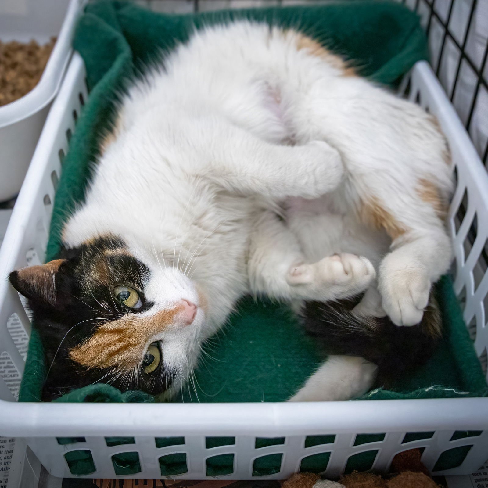 SKYE (FCID# 02/16/2026 - 63 GLEN MILLS PS) C - Calico / Tabby available for adoption
