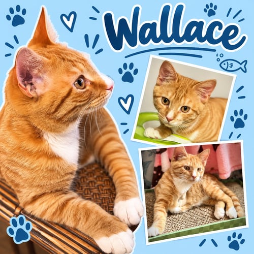 WALLACE (FCID# 07/13/2026 - 54 MIDDLETOWN PS) DC - Tabby for adoption in Dover