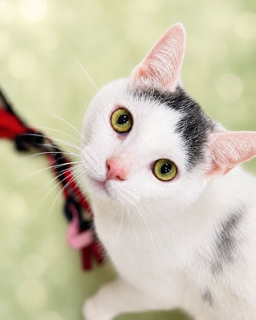 ADMIRAL (FCID#07/10/2026 - 163) WILLOW GROVE - Domestic Short Hair available for adoption
