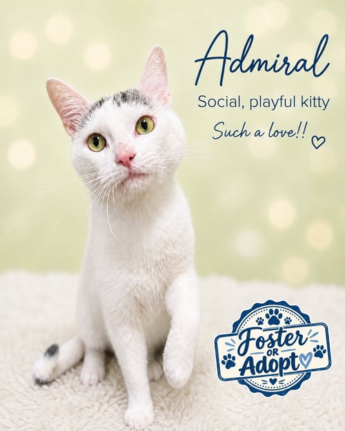 ADMIRAL (FCID#07/10/2026 - 163) WILLOW GROVE - Domestic Short Hair available for adoption