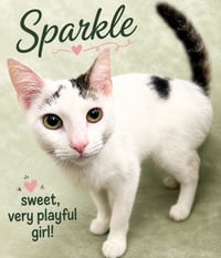 Sparkle (FCID# 05/05/2026-107) Willow Grove - Photo 1
