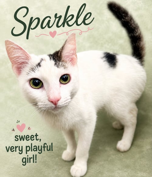 SPARKLE (FCID# 05/05/2026-107) WILLOW GROVE - Domestic Short Hair available for adoption