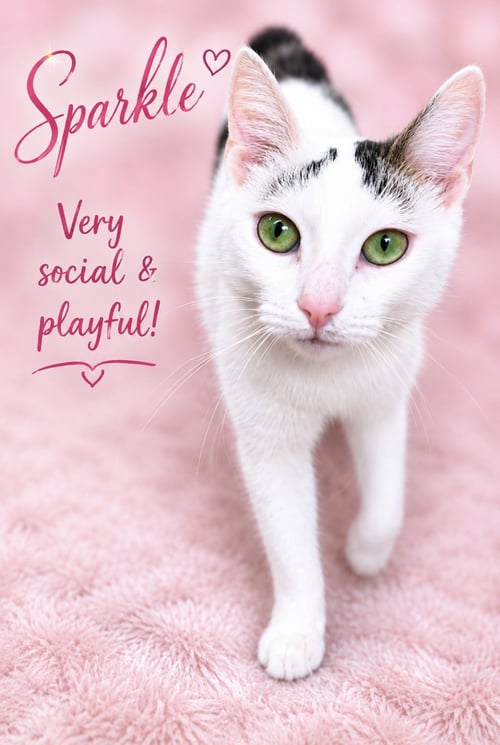 SPARKLE (FCID# 05/05/2026-107) WILLOW GROVE - Domestic Short Hair available for adoption