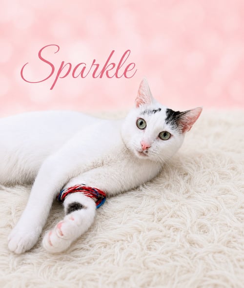SPARKLE (FCID# 05/05/2026-107) WILLOW GROVE - Domestic Short Hair available for adoption