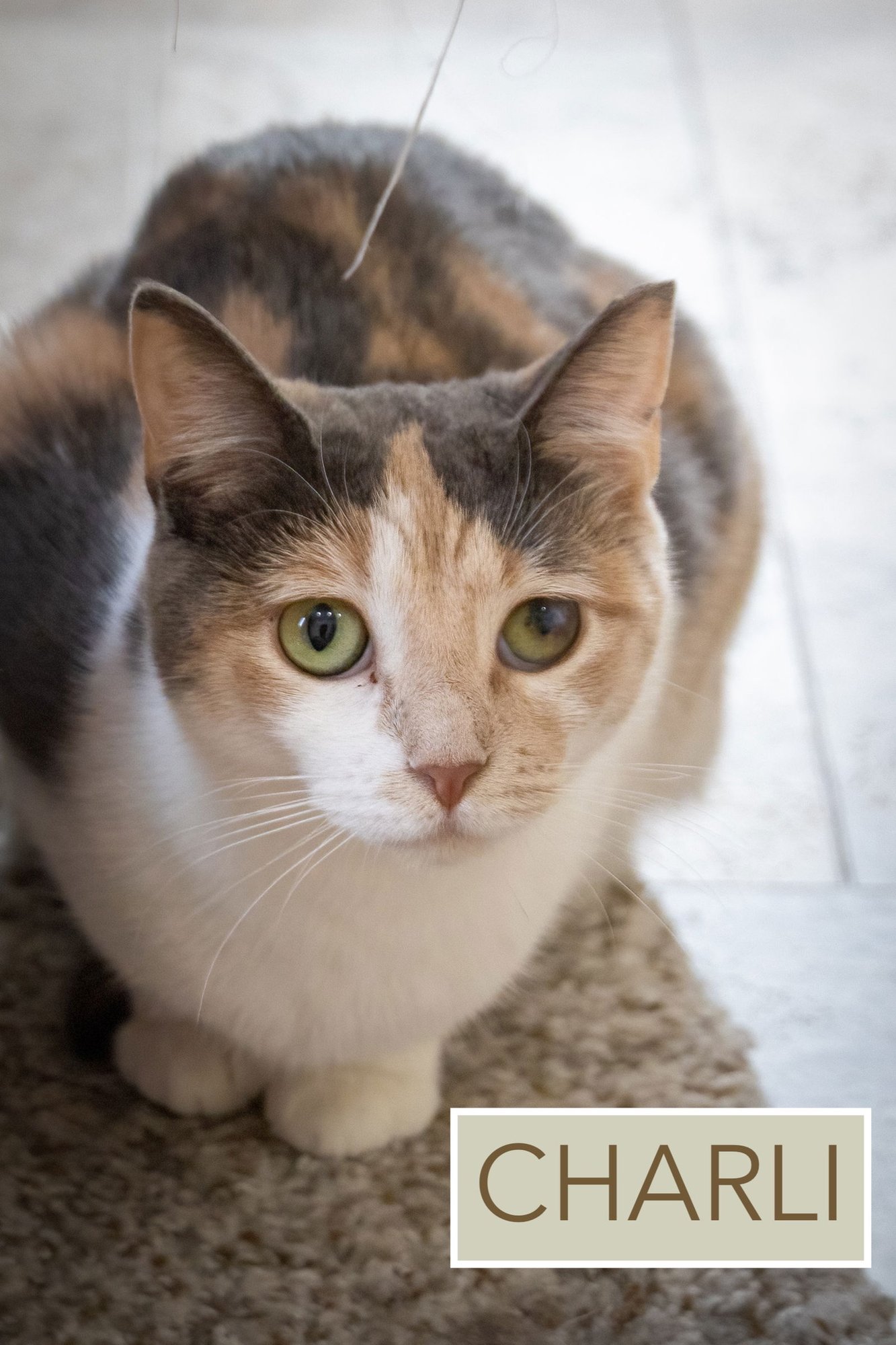CHARLI (FCID# 06/05/2025 - 13 TRAINER) - Calico / Tabby available for adoption