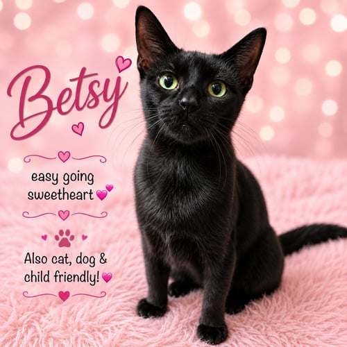 BETSY (FCID # 06/24/2026 - 146) WILLOW GROVE, PA - Domestic Short Hair available for adoption