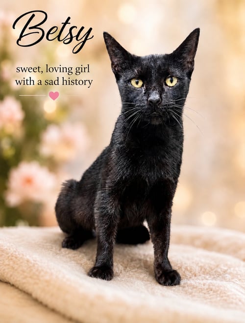 BETSY (FCID # 06/24/2026 - 146) WILLOW GROVE, PA - Domestic Short Hair available for adoption