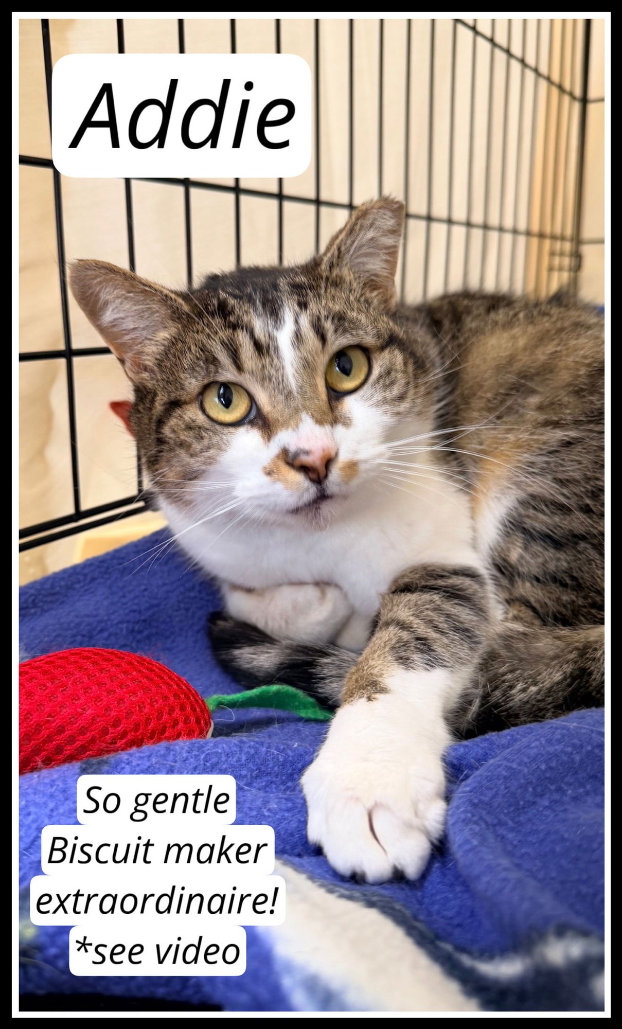 ADDIE (FCID#12/29/2025 - 421) WILLOW GROVE - Tabby available for adoption