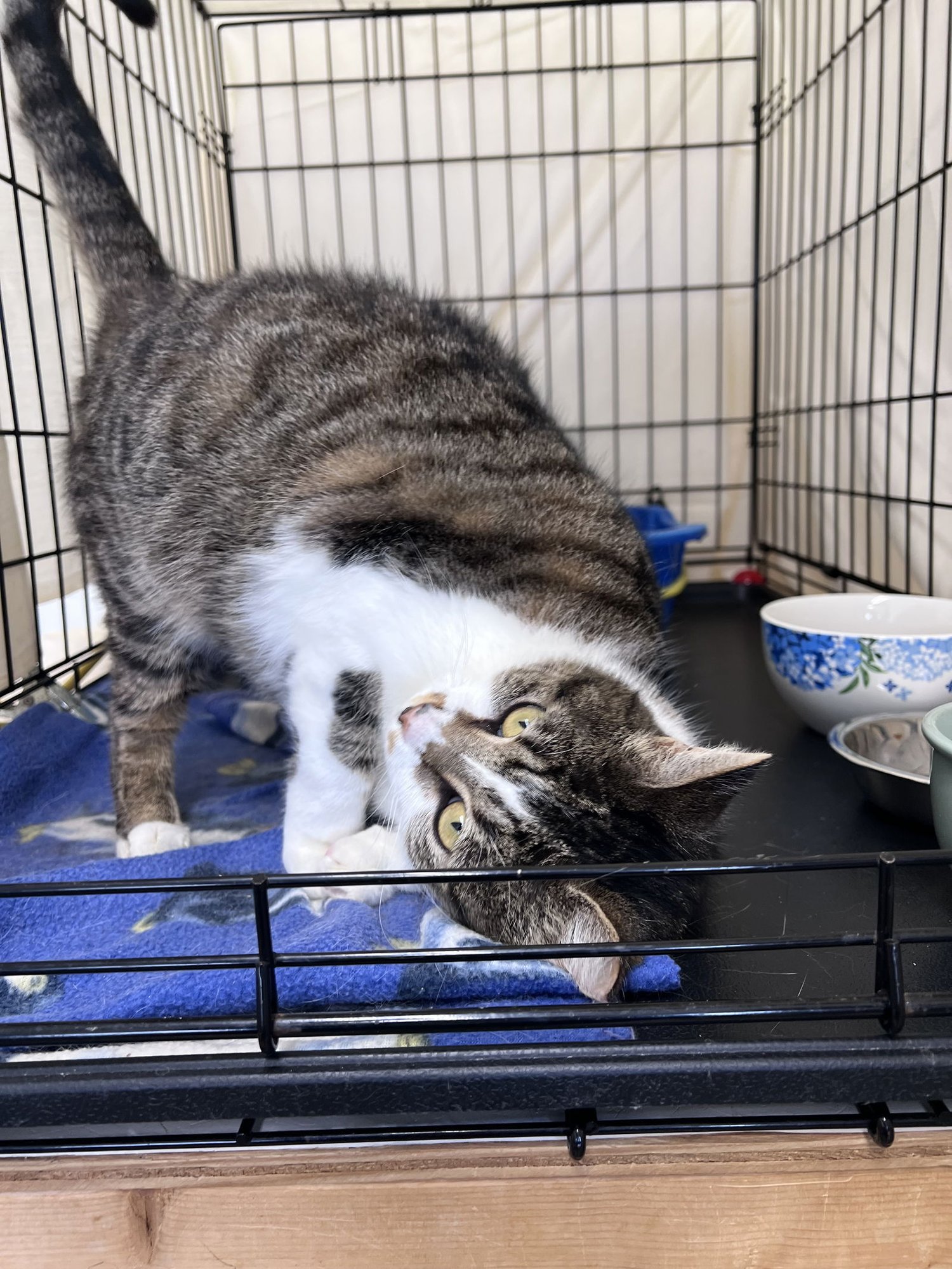 ADDIE (FCID#12/29/2025 - 421) WILLOW GROVE - Tabby available for adoption