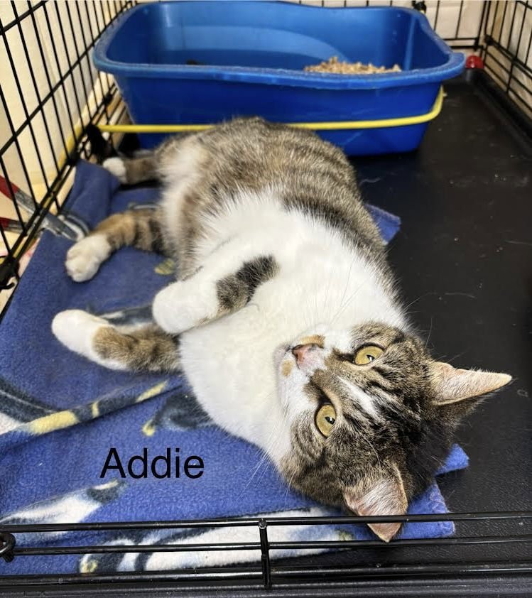 Addie (FCID#12/29/2025 - 421) Willow Grove - Photo 3