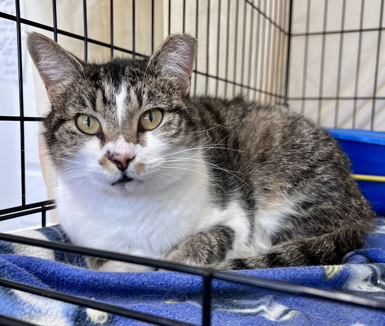 Addie (FCID#12/29/2025 - 421) Willow Grove - Photo 4