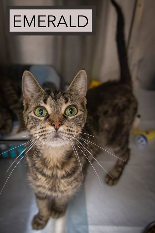EMERALD (FCID# 06/11/2026 - 3 TRAINER) C - Tabby available for adoption