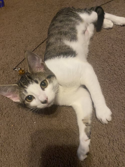 MIMI, WILLOW GROVE PS, (FCID 04/22/2026-130) - Domestic Short Hair available for adoption
