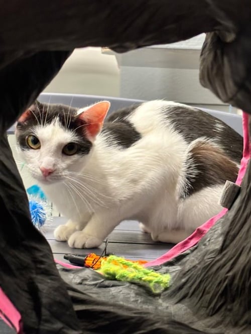 COOKIE (FCID# 04/08/2026 - 29) C - Domestic Short Hair available for adoption