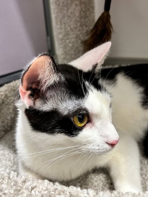 COOKIE (FCID# 04/08/2026 - 29) C - Domestic Short Hair available for adoption