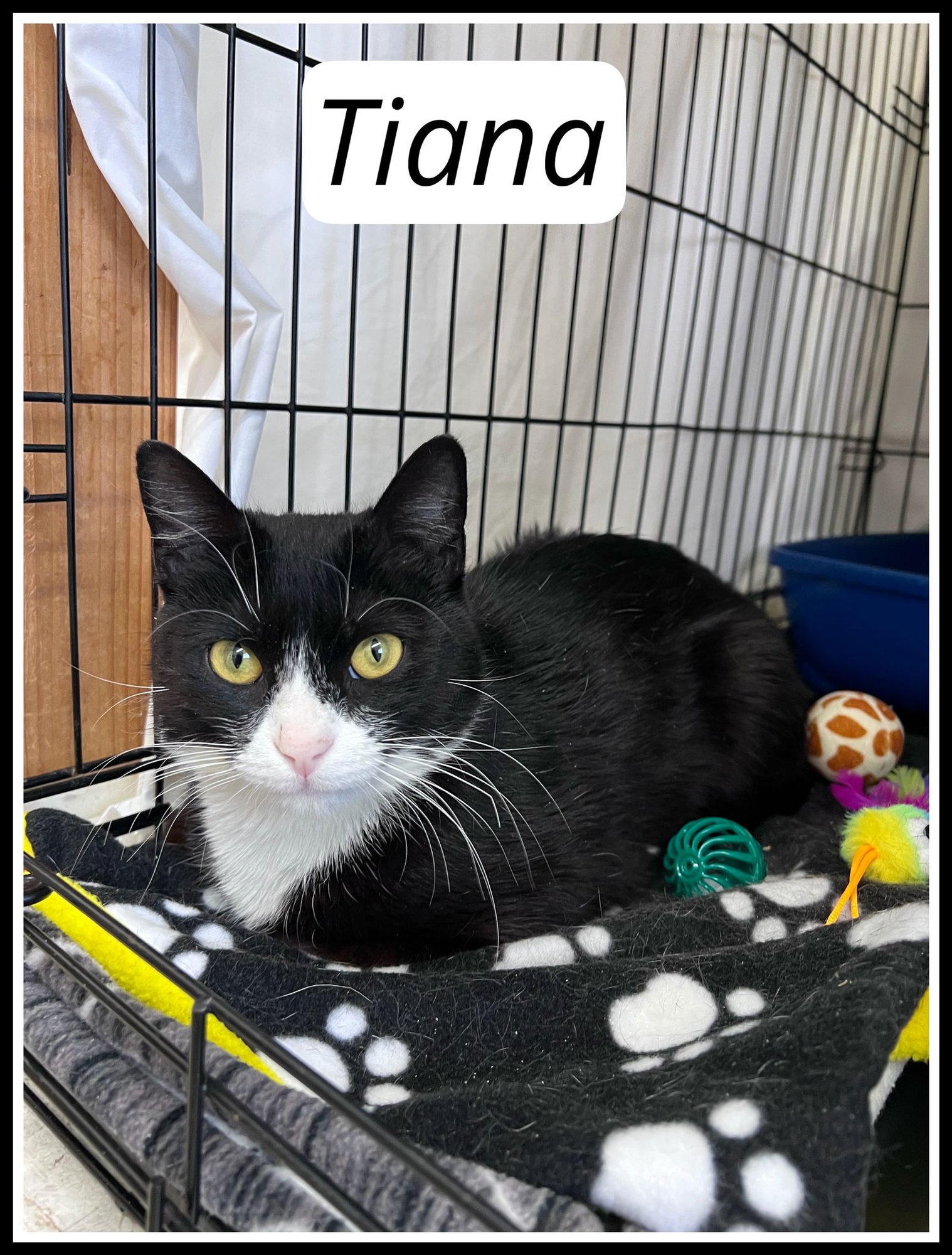 TIANA(FCID# 01/09/2026- 105) WILLOW GROVE - Domestic Short Hair available for adoption