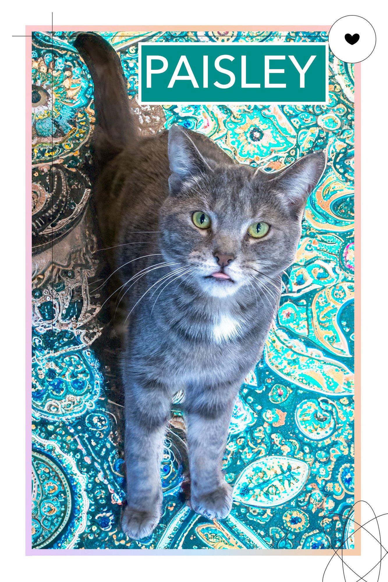 PAISLEY (FCID# 12/23/2025 - 56 MILLSBORO PS) - Tabby available for adoption