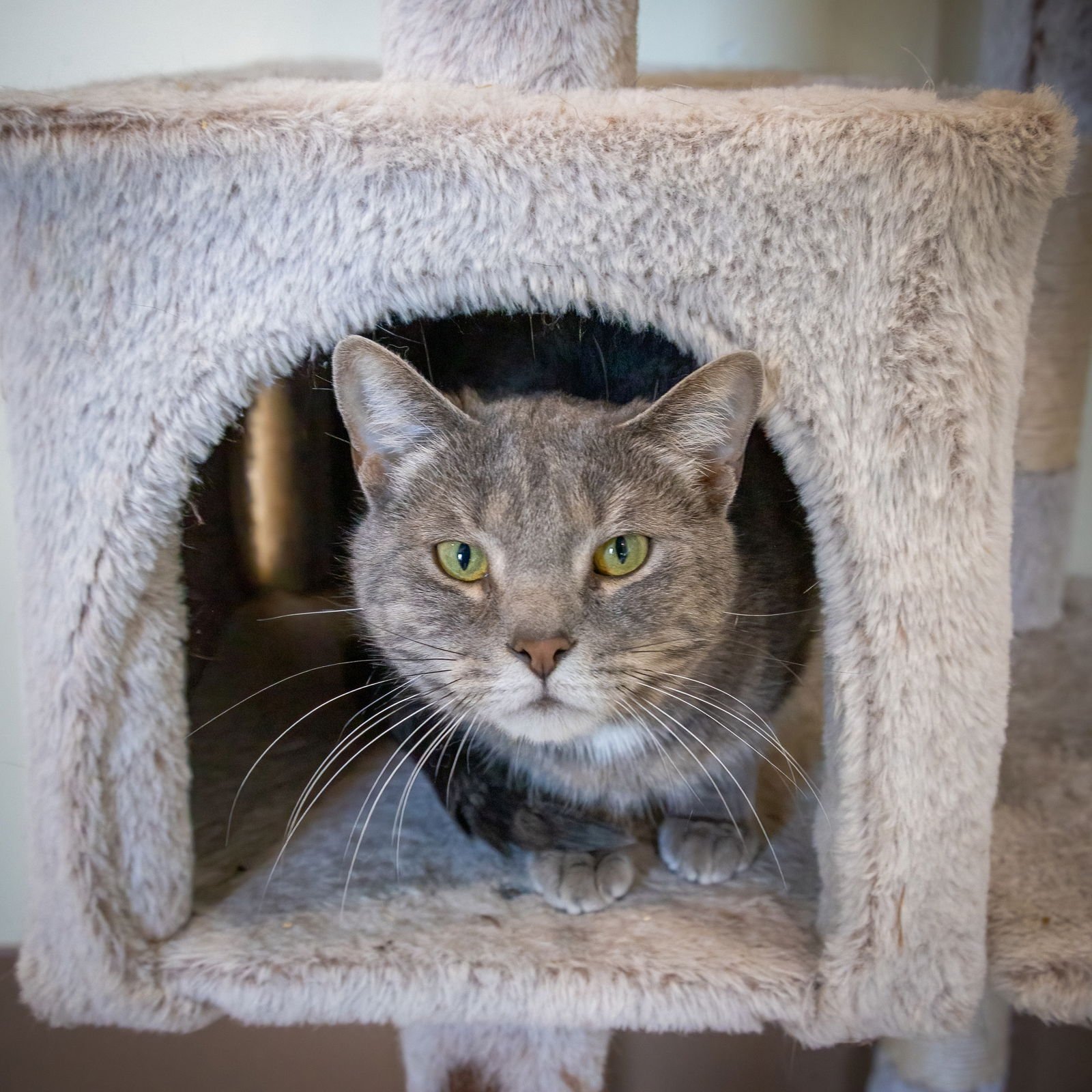 Paisley (FCID# 12/23/2025 - 56 Millsboro PS) - Photo 3