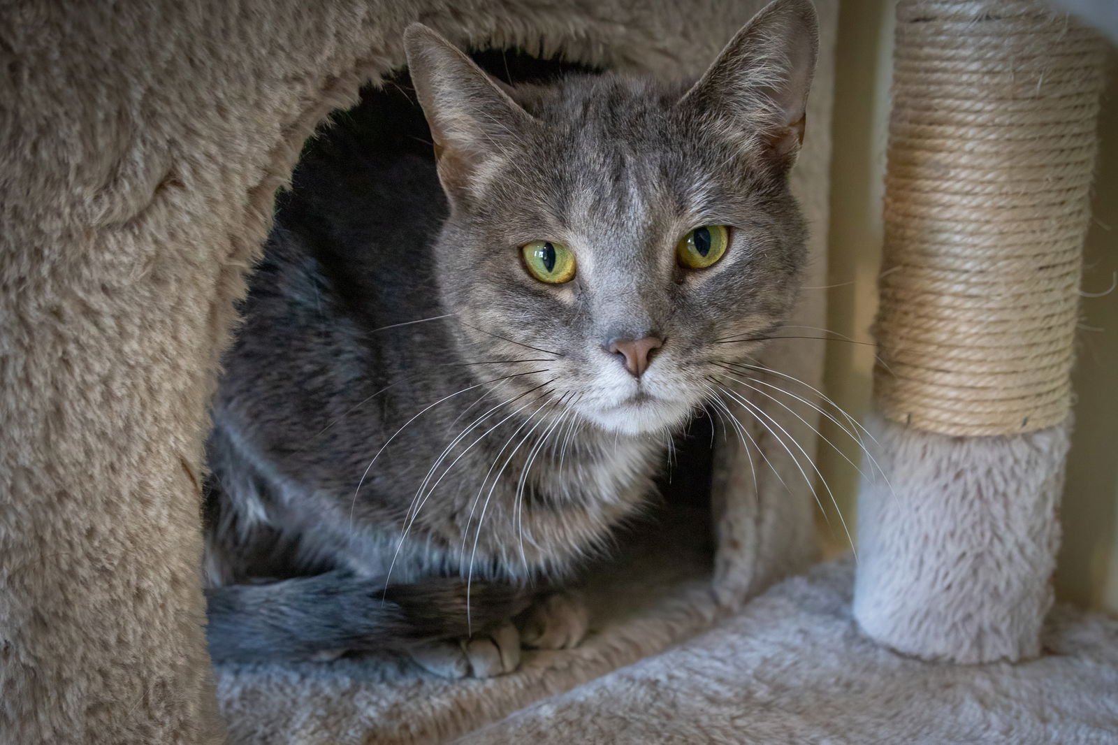 Paisley (FCID# 12/23/2025 - 56 Millsboro PS) - Photo 4